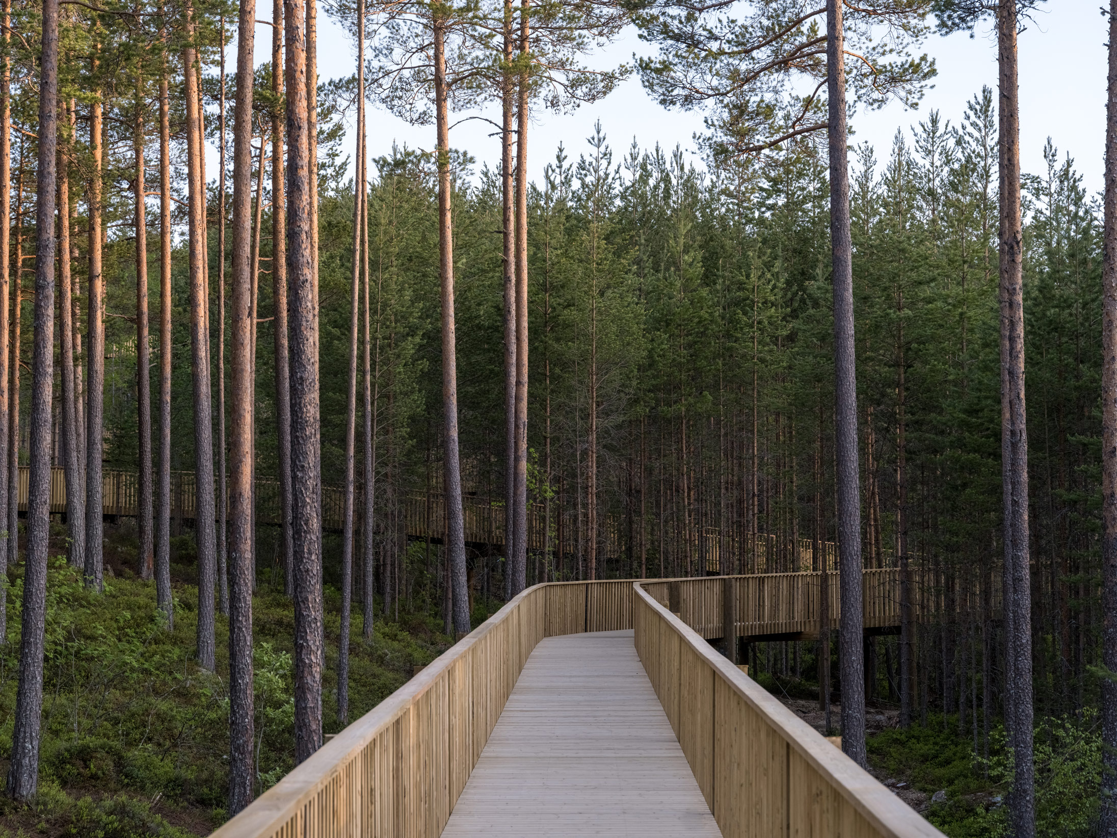 EFFEKT's treetop walkway across the Fyrsedal pine forest in southern Norway. Image: Rasmus Hjortshøj
